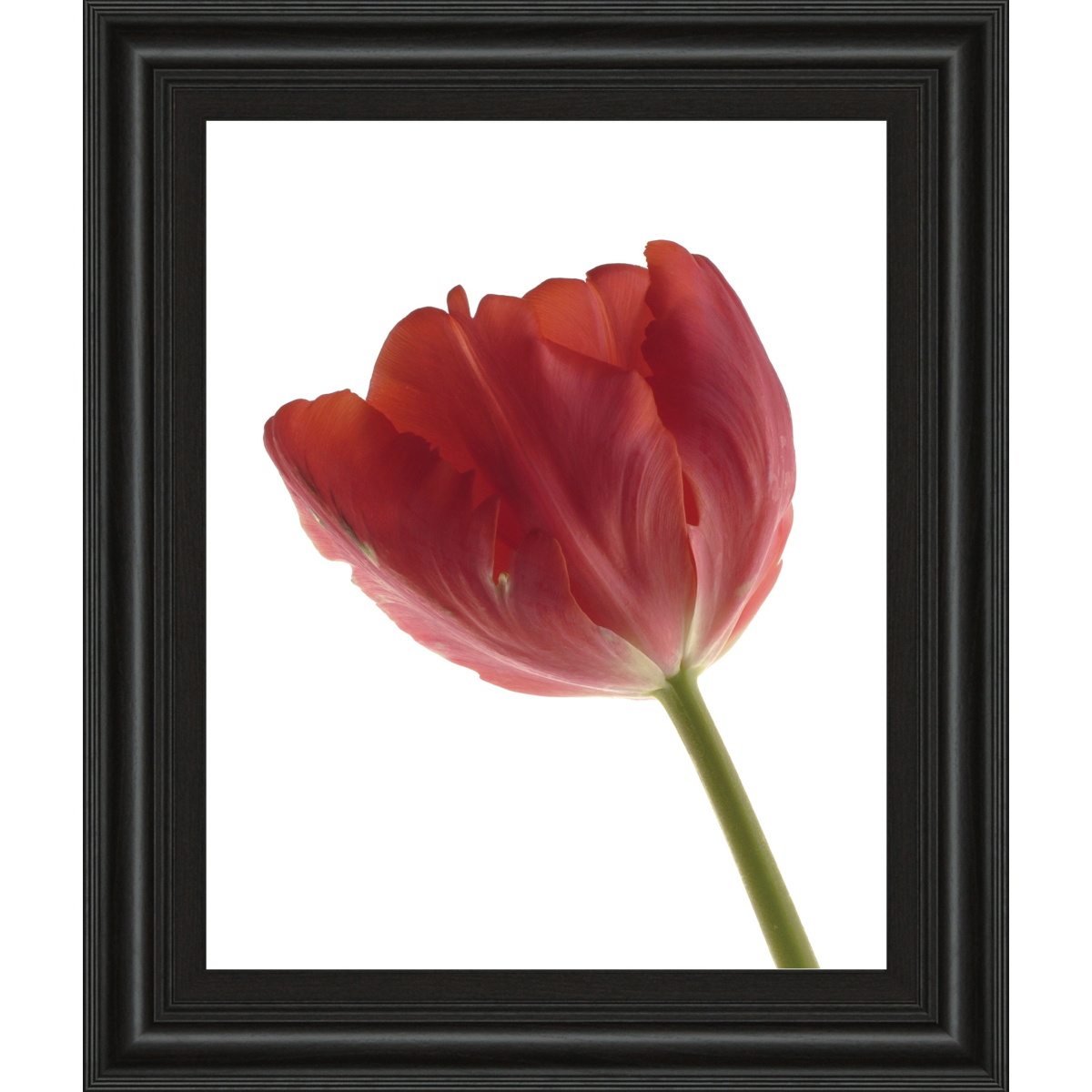 3c16da96cd57e4736f21f2e0c549a0d0 Red Tulip By Art Photo Pro - Framed Print Wall Art - Red - Image 1
