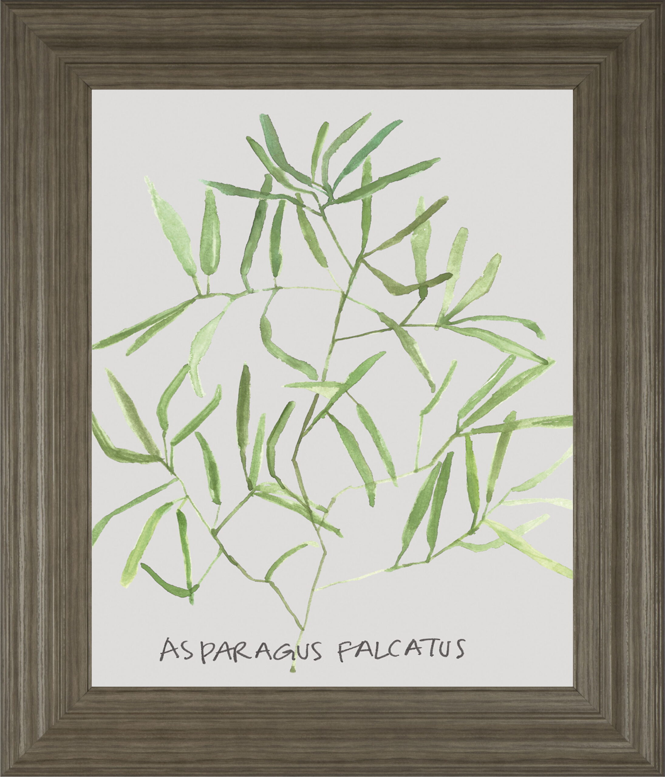 Asparogus Falcatus By Katrien Soeffers - Framed Print Wall Art - Green