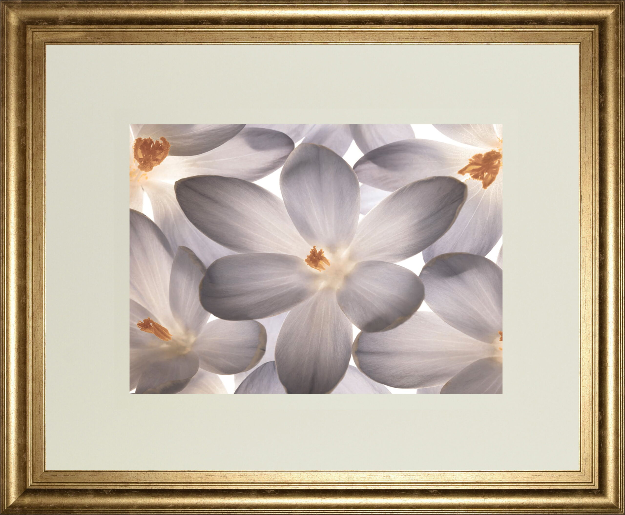 Petal Perfect By Assaf Frank - Framed Print Wall Art - Beige