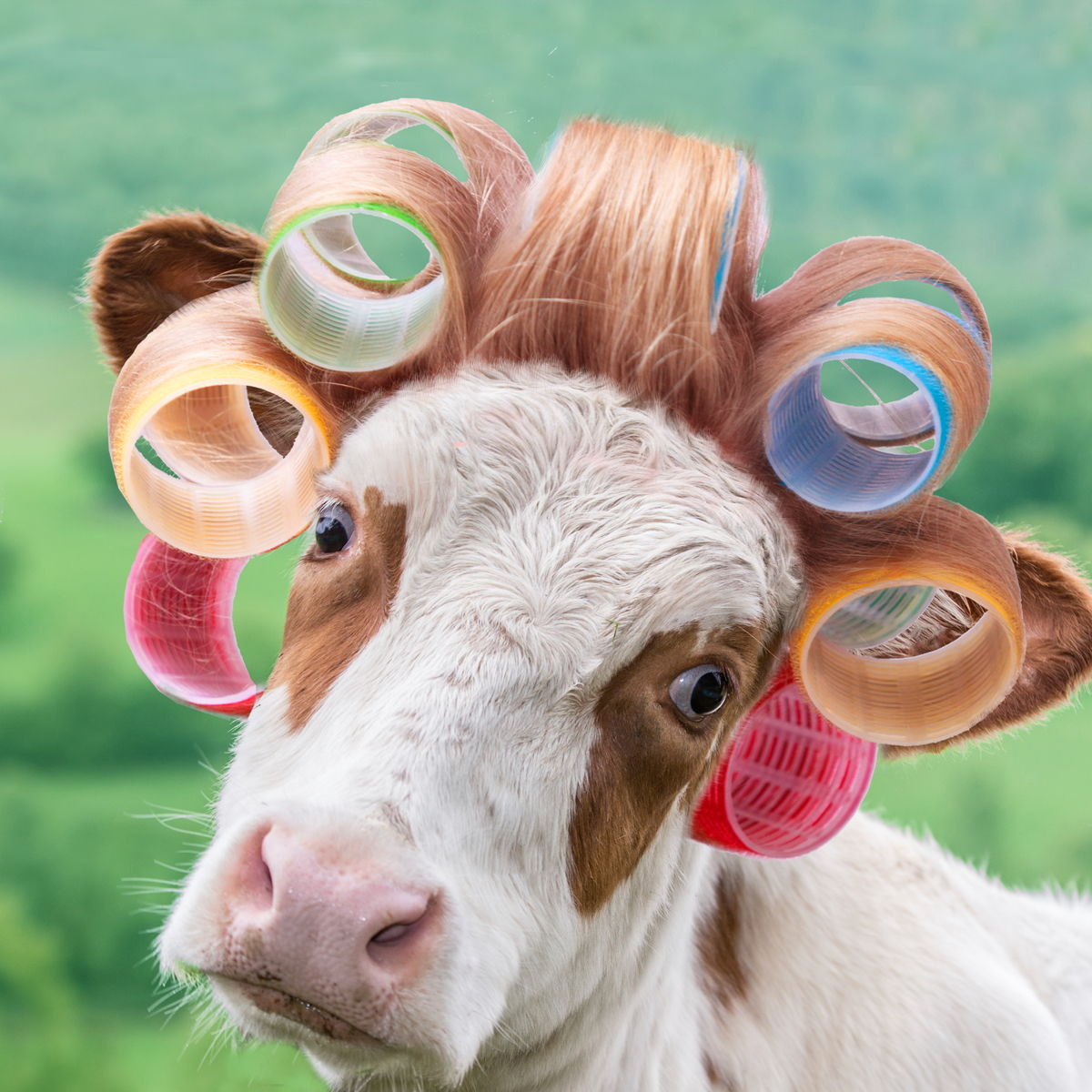 e6243adc6e67d29fad799e5e925746fa Cow In Curlers By A.V. Art - Green - Image 1