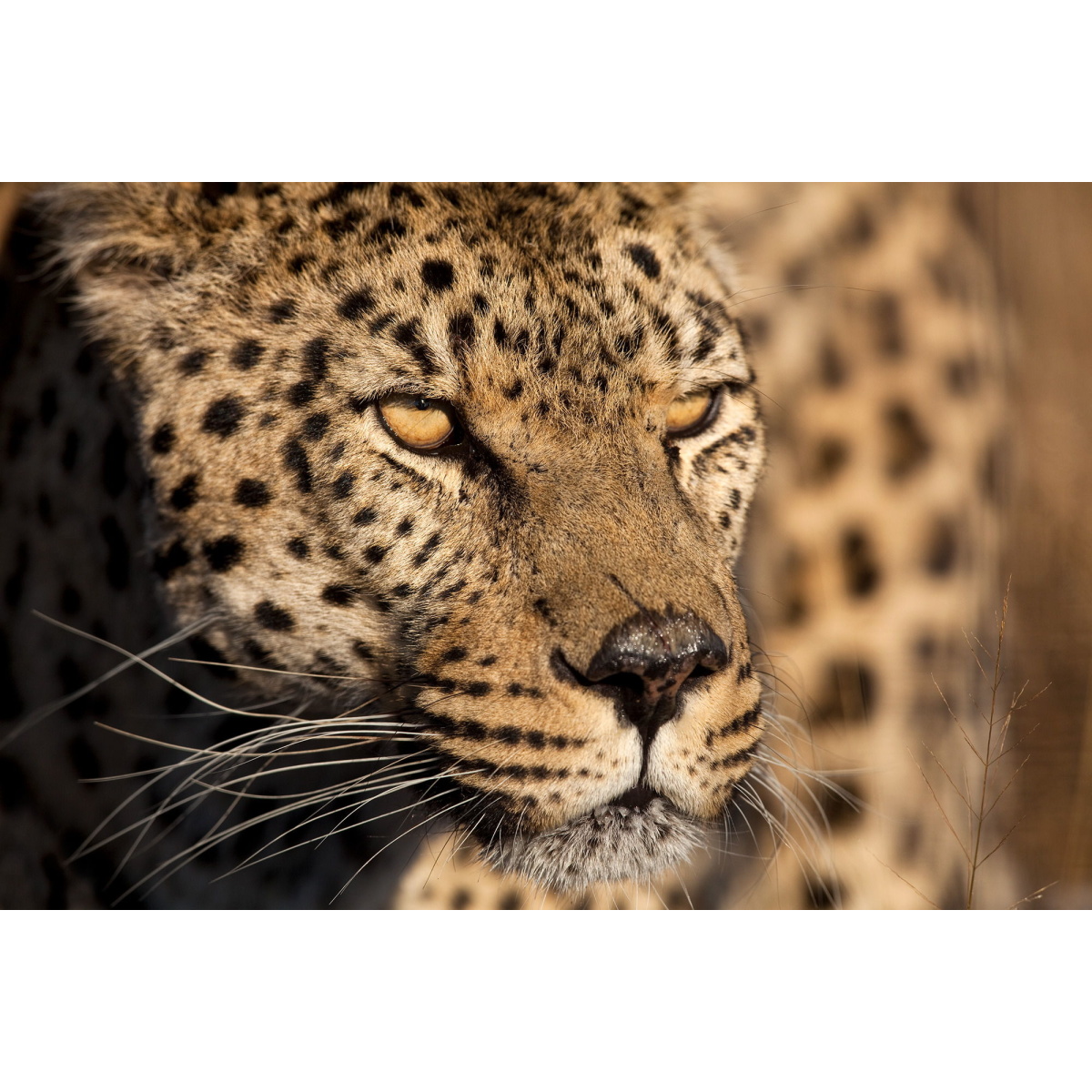 edf9a566bde49363573753385affed4a Cheetah Stare By Jimmy'z - Dark Brown - Image 1