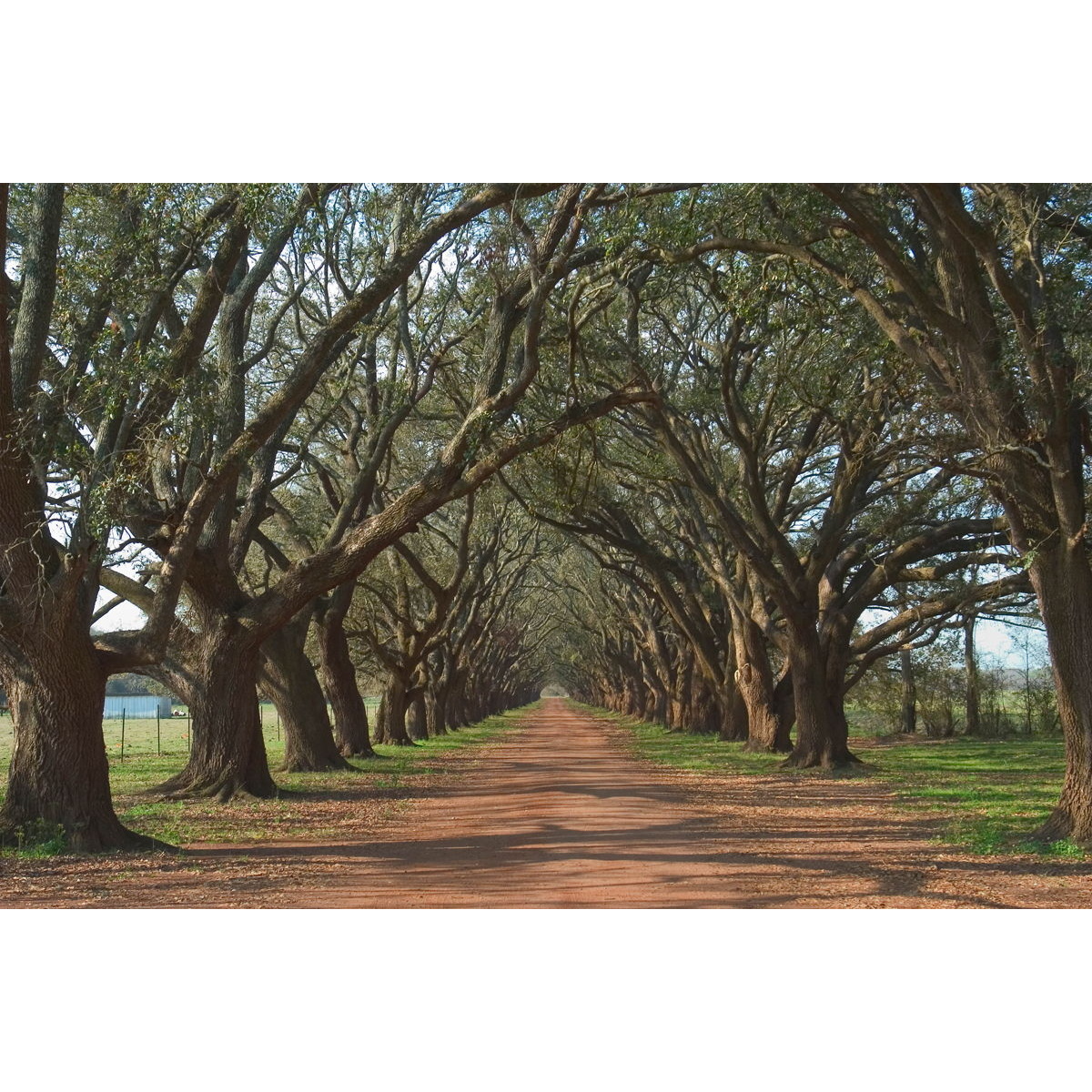 f7ed6b33bcc6f295eaa28a484f6497ea Oak Alley By Alexey - Dark Brown - Image 1