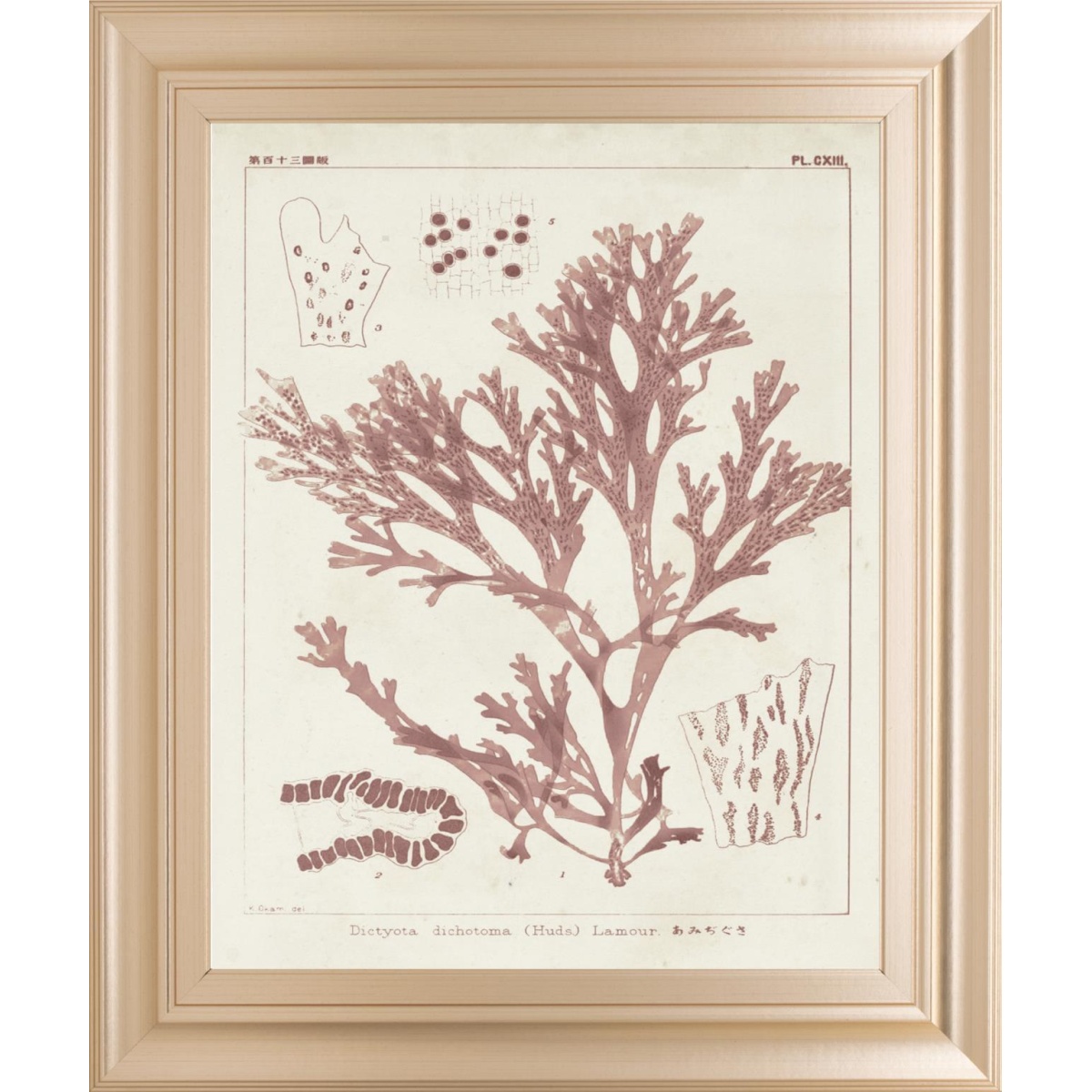 1b810e0a7b27b4f6febc3d2a9165d991 22x26 Antique Coral Seaweed I By Vision Studio - Pink - Image 1